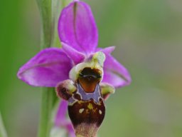 Ophrys_scolopax_Casais_Monizes